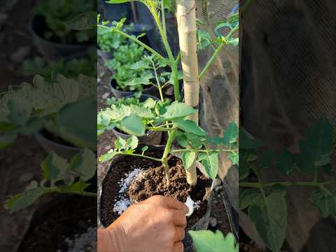 Merawat tomat ceri di polybag. #berkebun #gardening