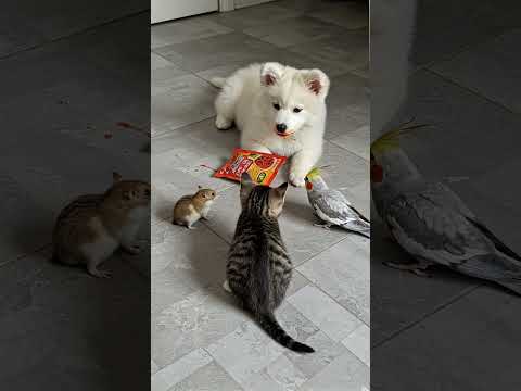 Who broke the package? Puppy says “not me!” 🐾😇😂