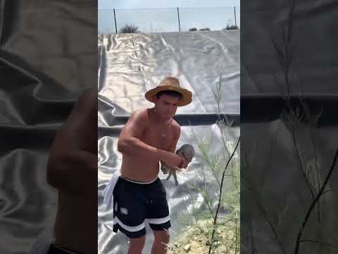 Boy Rescues Rabbits from Rainwater Tank 😍