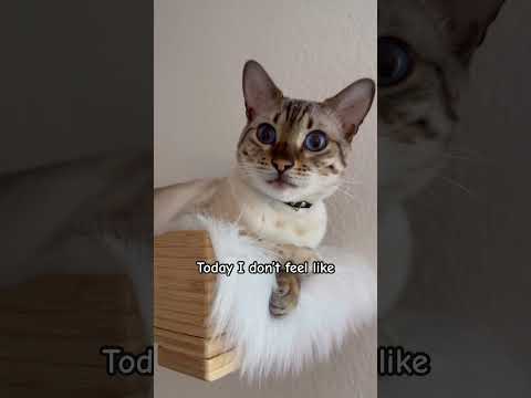 When you don’t feel like doing anything and your a cat. You just don’t.