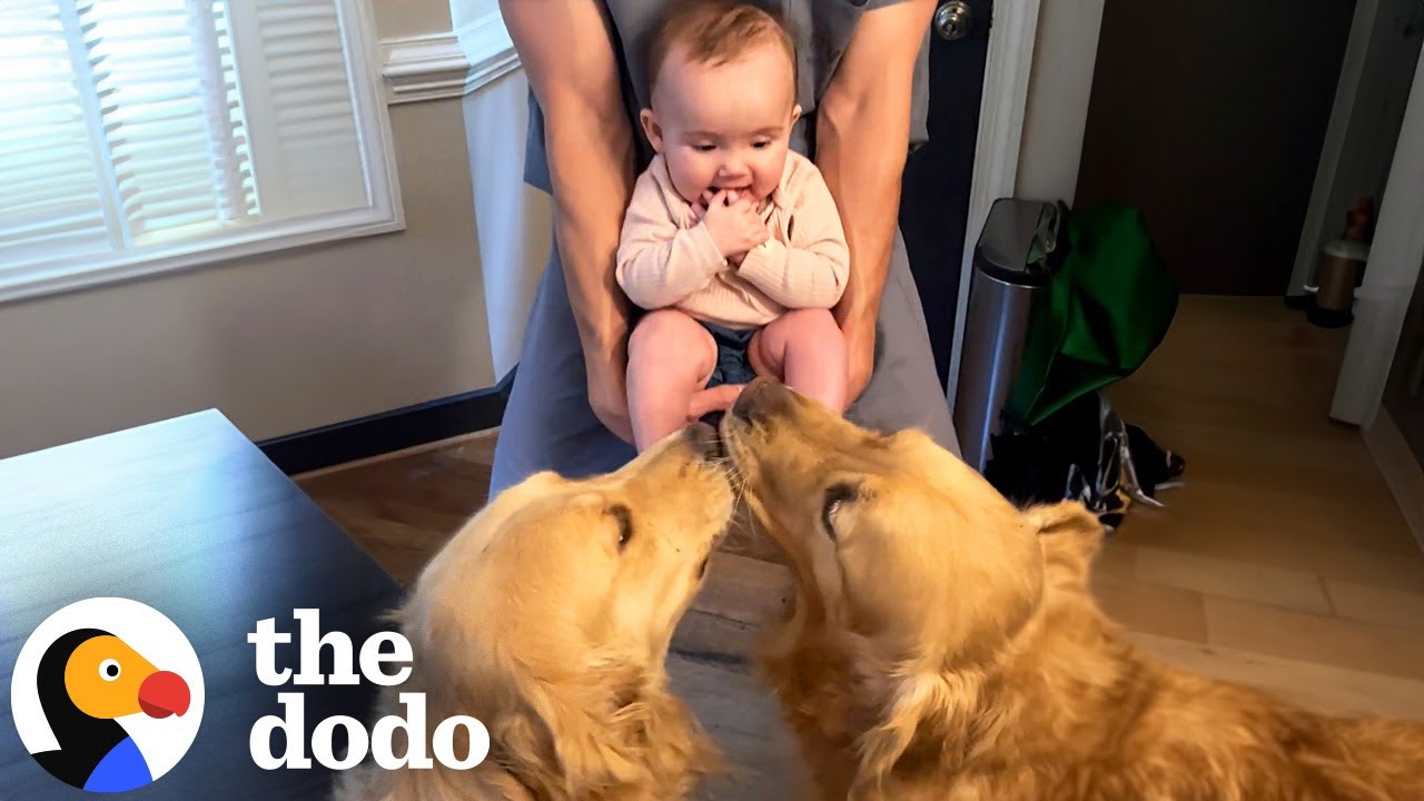 Dogs Who Love Their Babies - The Dodo