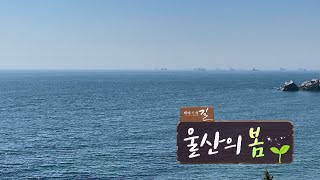 [테마기행 길] 울산의 봄/240607 울산MBC 방송 다시보기