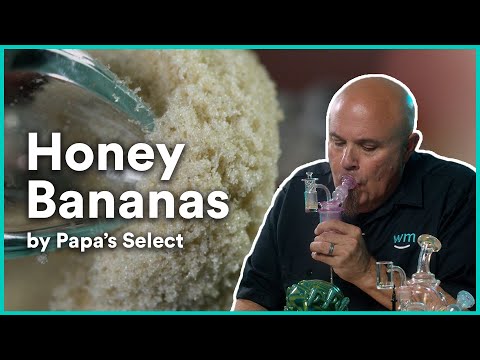 Honey Bananas 120u Ice Water Hash by Papa’s Select | Strain Review