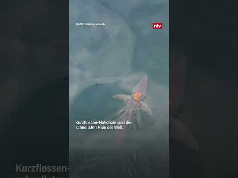 Wilde Mitfahrgelegenheit... #ntv #ocean #shark #octopus
