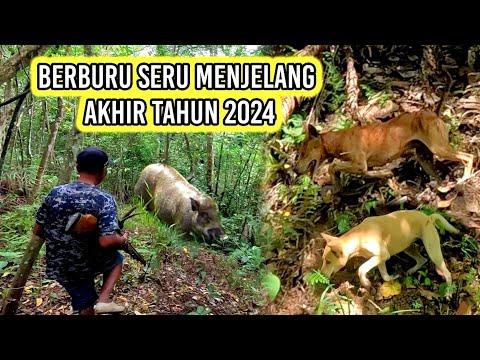 ANJING PEMBURU DENGAN INSTING DAN FISIK YANG BAGUS | Berpacu mengejar babi hutan | Amazing |