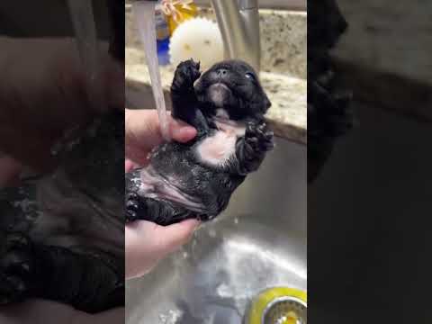 Emergency Puppy Wash! (I had to clean him up ?) #puppy