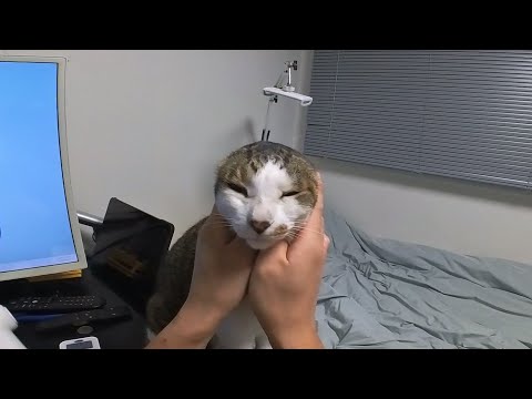 고양이 털은 되는데 개털은  안되는 것