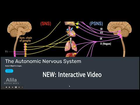 NEW: INTERACTIVE Video: The Autonomic Nervous System (ANS)