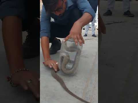 COBRA SNAKE RESCUE ๐ #snake #viral #trending #cobra #youtubeshorts #shorts #short #reels #video
