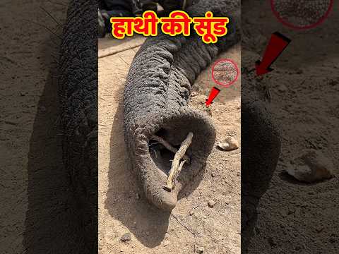 क्या सच में हाथी मर जाता है चींटी सूंड में चली जाए?😱Elephant vs Ant: Real Truth!#shortsfeed#elephant