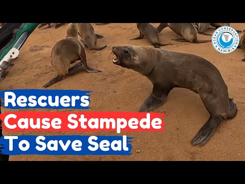 Rescuers Cause Stampede To Save Seal