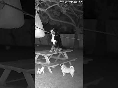 Mischievous Dog's Antics! Bursts the Bag and Becomes a White Ghost! #aivideo #funny #cat#sora#openai