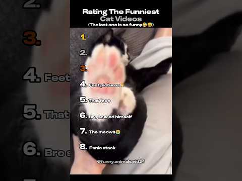 Rating The Funniest Cat Videos 🤣