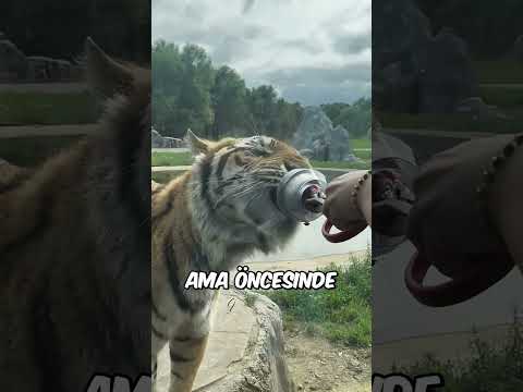 Kaplana Et Verirken Şaka Yapmak İstedi Ama.. 😬 🥩