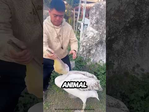 This bird hides animals in its beak ๐ชฟ