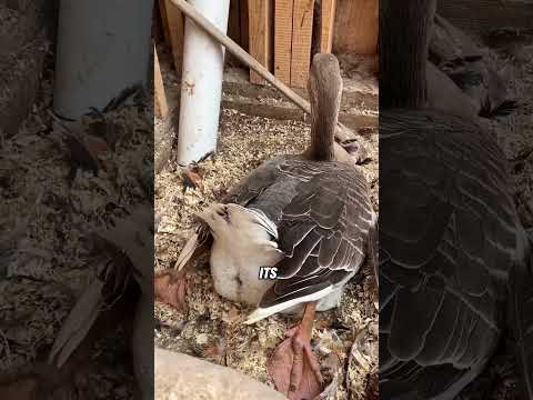 Goose lays eggs with difficulty #animals #goose #shorts