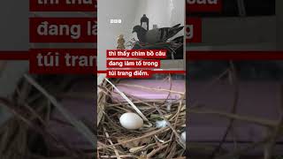 CHIM BỒ CÂU ‘CHÔM’ TÚI TRANG ĐIỂM ĐỂ LÀM TỔ