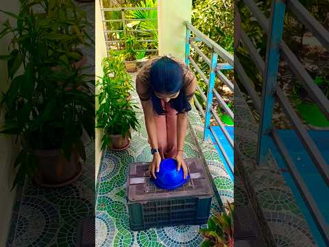 blue bowl ke niche ladki ko mili kittens cute #blue #bowl #kitten #cat #catvideo #yt