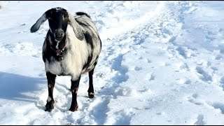 Walkin’ in a winter ❄️ wonderland with goats! 