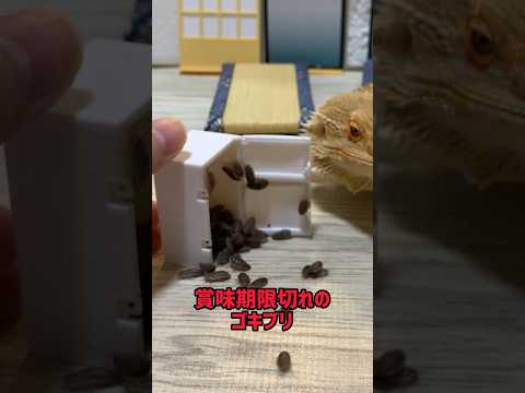 簡単ゴキブリパスタの作り方