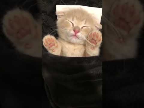 寝ながら笑う短足猫が可愛すぎた…