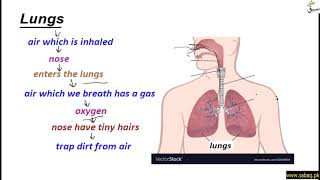 Major Parts of  Body (Lung, Heart) and Their Functions