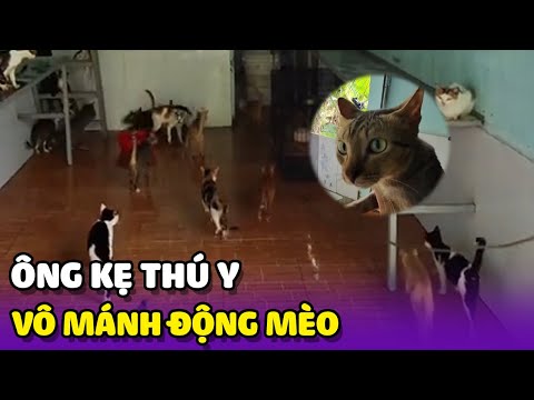 "Ông kẹ thú y" vô mánh với động mèo ở Long An 😁