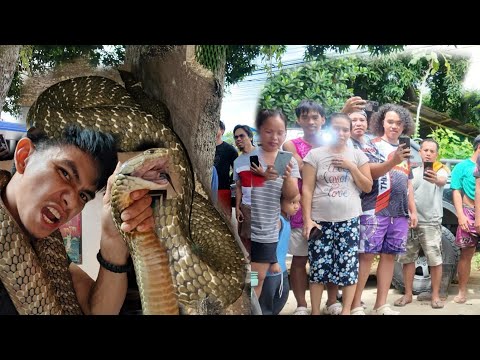 MAMAW SA LAKI NG KING COBRA SA TAGKAWAYAN QUEZON  P*TAY SA T*KLAW