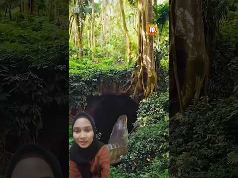 PENAMPAKAN ULAR RAKSASA 😱#trendingshorts