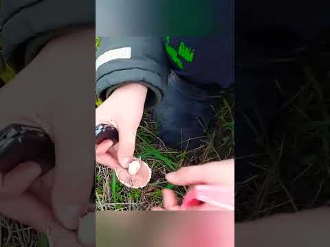 Нашёл шампиньончик #грибы #mushroom #shorts
