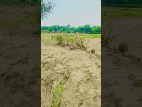 teetar voice 🔥#viral #foryou