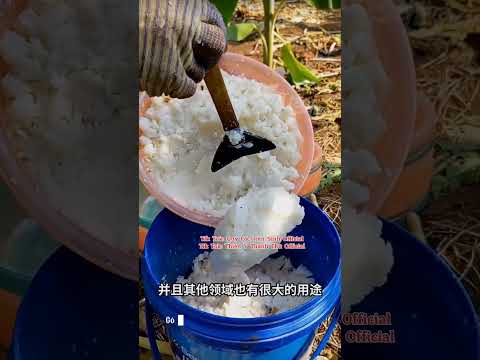 Bạn biết công dụng tuyệt vời của Tương Đu Đủ chưa?