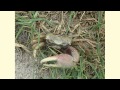 Oyster Ecology and Safety Issues