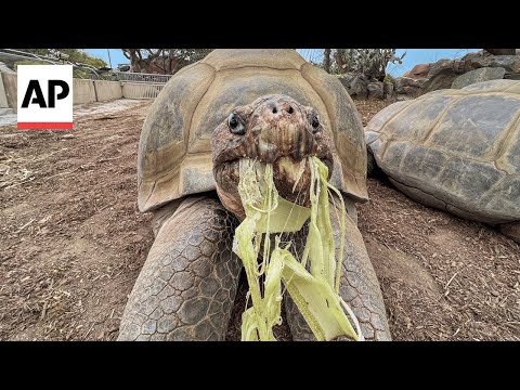 YouTube video thumbnail: Gramma, the Galápagos Tortoise at San Diego Zoo, Dies at About age 141