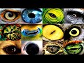 Animal Vision and Eye Adaptations