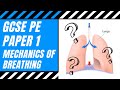Respiratory System Functionality