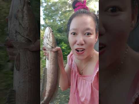 Con chó đen, con vịt đen, con cá đen #shortvideo
