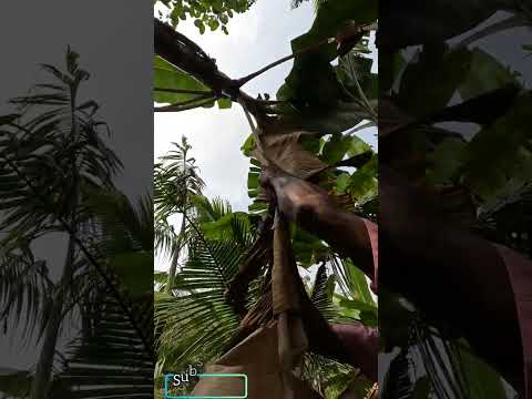 ഉയരമുള്ള വാഴയിൽ നിന്നും കുല എളുപ്പം വെട്ടാം😎