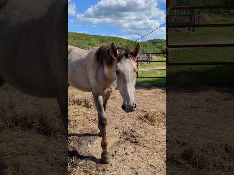 去勢2日後のジャングルブック 経過は良好です