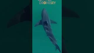 Beautiful Great White Shark Comes into View and Leaves Gracefully