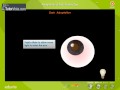 Eye Adaptation and Sensitivity Concepts