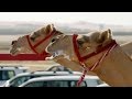 Camel Racing Technology and Evolution