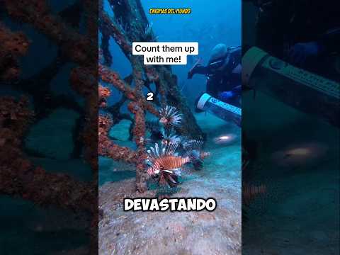 ¡EL HOMBRE QUE ENFRENTA AL TERROR MARINO! CAPTURA AL PEZ LEÓN