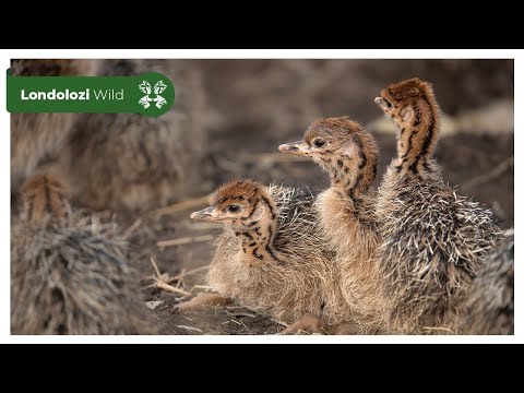 4K Wildlife Uninterrupted Magic | Newly Hatched Ostrich Chicks and Devoted Parents