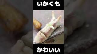 もふもふいかくイモムシ