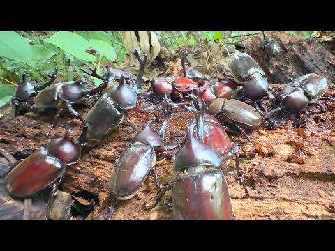 大量のカブトムシを一気に野生に帰した結果・・・
