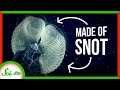 Giant Larvaceans and Their Role in the Ocean Ecosystem