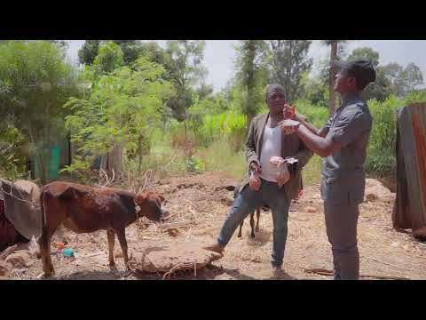 Ngombe ya Fikita imekataa Kunyamba after vaccination.Ruto intervenes.