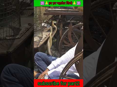 рдпреЗ рд╕рд╛рдВрдк рдЖрдЦрд┐рд░ рдХреНрдпрд╛ рдХрд░ рд░рд╣реЗ рд╣реИ рд▓рдбрд╝рд╛рдИ рдпрд╛ рдкреНрдпрд╛рд░ред рдПрдордПрдо рдХреЗред fight or love. #snake #rescue #shorts