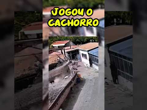 Cachorro voa depois de ataque mal-sucedido 😳🐶 #ytshort #shortviral